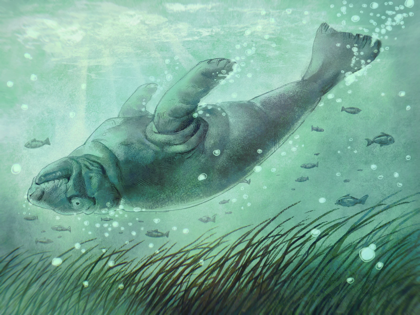 A manatee drifting upside down in pale green water above a bed of seagrass, surrounded by small fish and bubbles.
