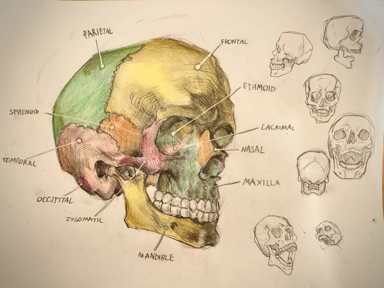 A coloured-pencil study of a human skull with each bone labelled, surrounded by smaller pencil skull studies from other angles.